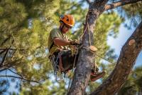 ArboristsHamilton.co.nz image 1