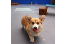 Happy Pawes Dog Day Care & Training Centre image 3