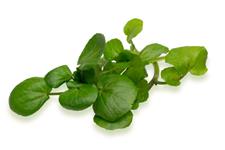 Matakana Watercress image 2