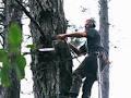 Arborists Auckland image 1