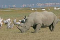 African Safaris Ltd image 6