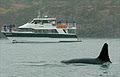 Akaroa Harbour Cruises & Boat Tours image 5