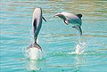 Akaroa Harbour Cruises & Boat Tours image 6