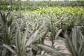Ambius Indoor Plants Nursery logo