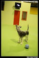 Bark Avenue Pet Hotel image 2