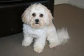 Bracks Breeding & Dog Grooming image 2