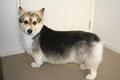 Bracks Breeding & Dog Grooming image 3