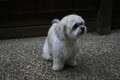 Bracks Breeding & Dog Grooming image 4