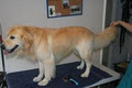 Bracks Breeding & Dog Grooming image 5