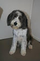 Bracks Breeding & Dog Grooming image 6