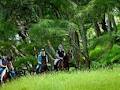 Briar's Forest and Riverside Ride Horse Trek image 3