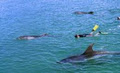Carino Sailing and Dolphin Adventures image 3
