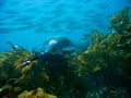 Cathedral Cove Dive & Snorkel image 2