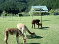 Chalfield Alpacas B&B Farmstay image 2