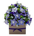 Edible Blooms logo