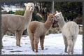 Establo Alpacas and Farmstay image 2