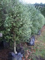 Evergreen Nursery image 2