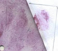 Fingerprints & Forensic Services Limited logo
