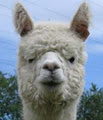 Flagstaff Alpacas - Farm Stay image 2