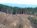 Forest Management NZ LTD image 2