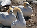 Gannet Safaris Overland Ltd image 2