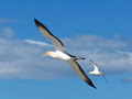 Gannet Safaris Overland Ltd image 3