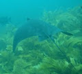 Glass Bottom Boat Whitianga Scenic Cruise image 2