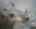 Hairy Kids - Dog Minding Homestay, Walking, Grooming, Bathing and Home Care image 1
