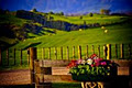 Hobbiton Movie Set and Farm Tours image 3