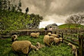 Hobbiton Movie Set and Farm Tours image 4