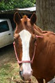 Hokianga Horse Treks image 4