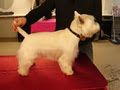 K9 to 5 Dog Grooming image 4