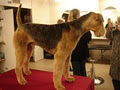 K9 to 5 Dog Grooming image 5