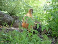 Kaiatea Hens image 2