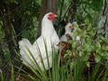 Kaiatea Hens image 3