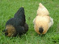 Kaiatea Hens image 4