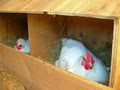 Kaiatea Hens image 5