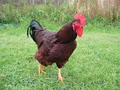 Kaiatea Hens image 6