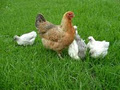 Kaiatea Hens image 1