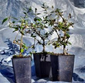 Kaipaki Nursery & Orchard image 3