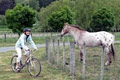 Nelson Cycle Hire image 2