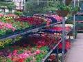 Palmers Gardenworld image 6