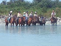 Peel Forest Horse Trekking logo