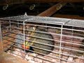 Pestproof Pest Control image 5