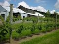 Puriri Hills vinyard and lodge logo