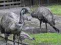 Rainbow Springs Kiwi Wildlife Park image 6