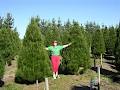 Real Christmas Tree Company image 2