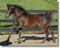 Rhodium Arabian Stud image 5