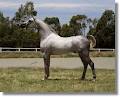 Rhodium Arabian Stud image 6