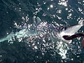 Ridgeback Fishing Charters Mangawhai image 4